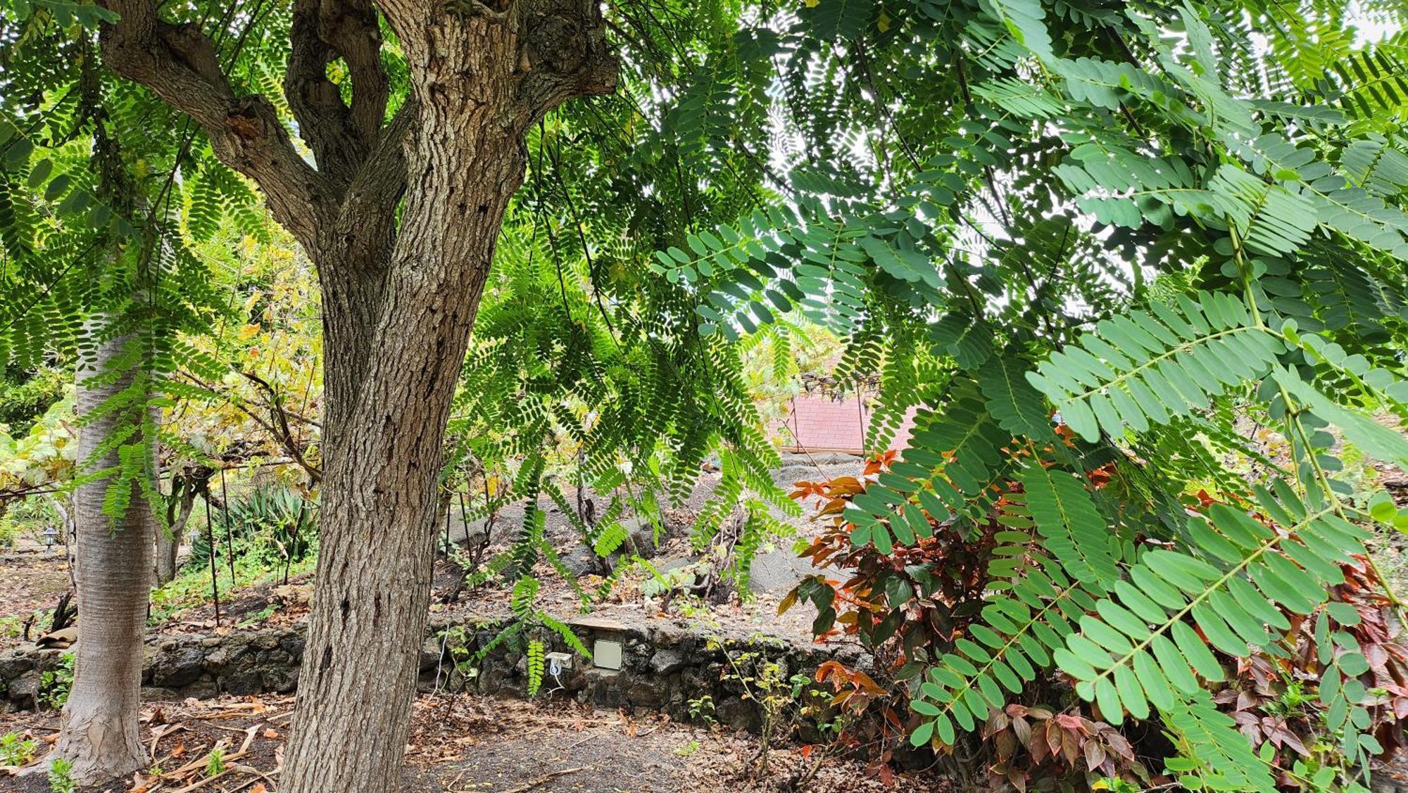 Oasis Hill Botanical Garden Villa Icod De Los Vinos Luaran gambar