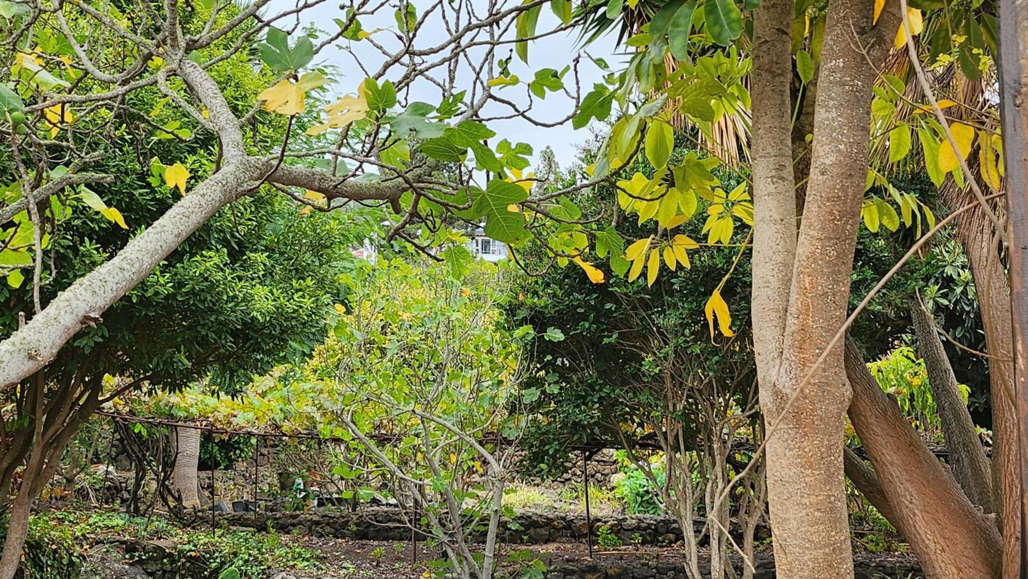 Oasis Hill Botanical Garden Villa Icod De Los Vinos Luaran gambar