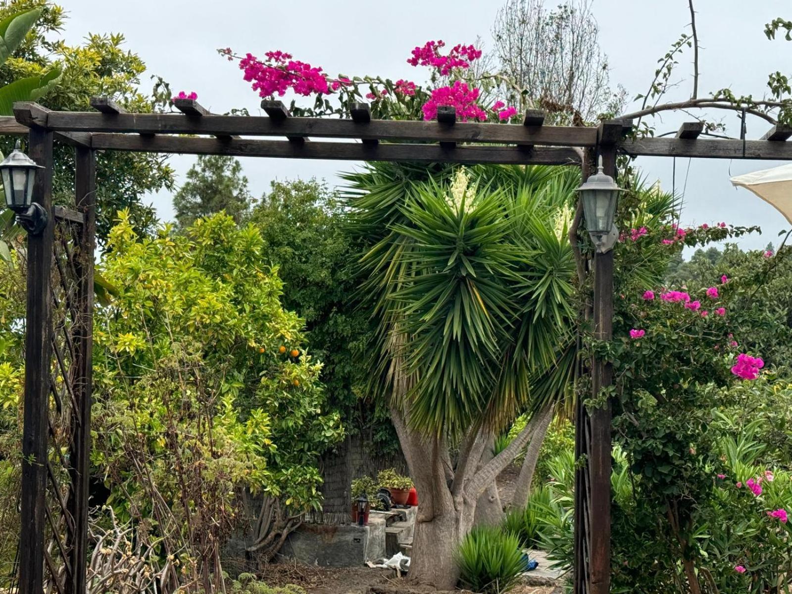 Oasis Hill Botanical Garden Villa Icod De Los Vinos Luaran gambar